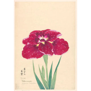 Anonymous - Japanese Cleopatra Wakamurasaki.webp