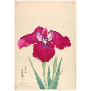 Anonymous - King of Iris Datedogu.webp