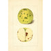 Malus domestica - Anonimo — vista dell’opera