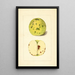 Malus domestica - Anonimo — quadro incorniciato alla parete