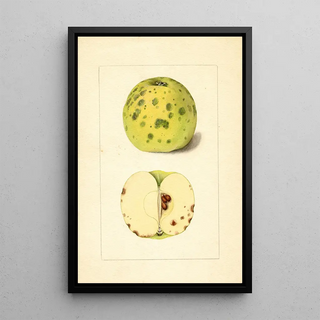 Anonymous - Malus domestica.webp