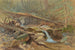 stagno nei boschi - Anonimo — vista dell’opera