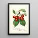 Riproduzione del dipinto Prunus avium Waterhouse - Anonimo