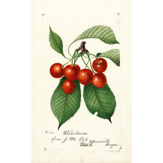 Anonymous - Prunus avium Waterhouse.webp