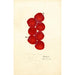 Prunus domestica Coletto - Anonyme — vista dell’opera
