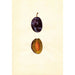 Prunus domestica Stanley - Anonimo — vista dell’opera