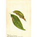 Prunus persica - Anonimo — vista dell’opera