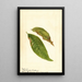 Prunus persica - Anonimo — quadro incorniciato alla parete