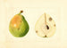Pyrus communis - Anonimo — vista dell’opera