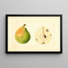 Pyrus communis - Anonimo — quadro incorniciato alla parete