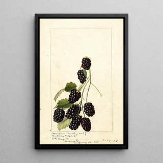 Anonymous - Rubus Americus.webp