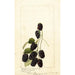 Rubus Americus - Anonimo — quadro incorniciato alla parete