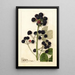 Rubus Cumberland - Anonimo — vista dell’opera