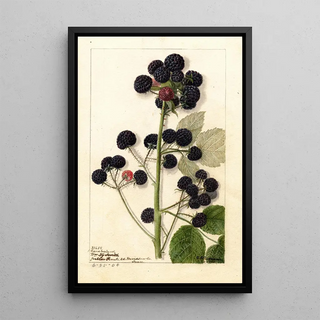 Anonymous - Rubus Cumberland.webp