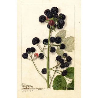 Anonymous - Rubus Cumberland.webp