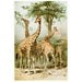Giraffe sudafricane - Anonimo — vista dell’opera