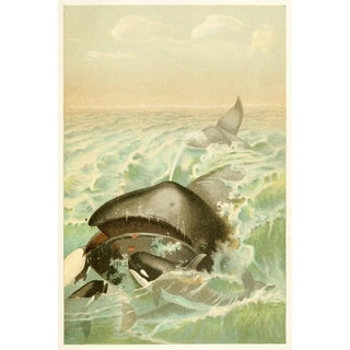 Anonymous - The Greenland Whale.webp