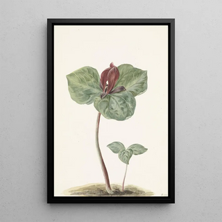 Anonymous - Trillium.webp