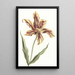 Tulipano - Anonimo — quadro incorniciato alla parete