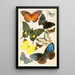 Riproduzione del dipinto farfalle tipiche - Anonimo