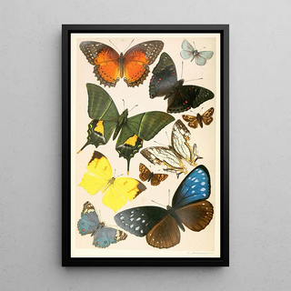 Anonymous - Typical Butterflies.webp