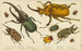 Divers types di coleotteri - Anonimo — vista dell’opera