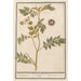 Patata Solanum tuberosum patate Arachidna theophrasti Tartouffani - Anselmus Botius de Boodt — vista dell’opera