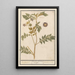 Patata Solanum tuberosum patate Arachidna theophrasti Tartouffani - Anselmus Botius de Boodt — quadro incorniciato alla parete