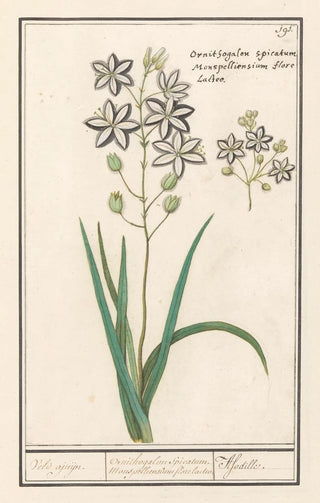Anselmus Botius de Boodt - Affodil Asphodelus Veld ajuijn Ornithogalon Spicatum Monspelliensium florelacteo Afodille.webp