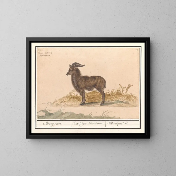 Bouquetin des Alpes - Anselmus Botius de Boodt — quadro incorniciato alla parete