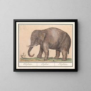 Anselmus Botius de Boodt - Aziatische olifant Elephas maximus Oliphant Elephas Elephant.webp