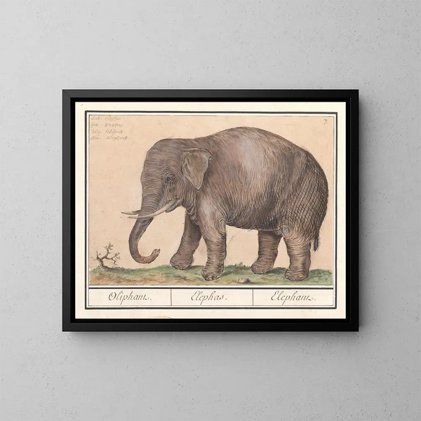Elefante asiatico Elephas maximus - Anselmus Botius de Boodt — quadro incorniciato alla parete