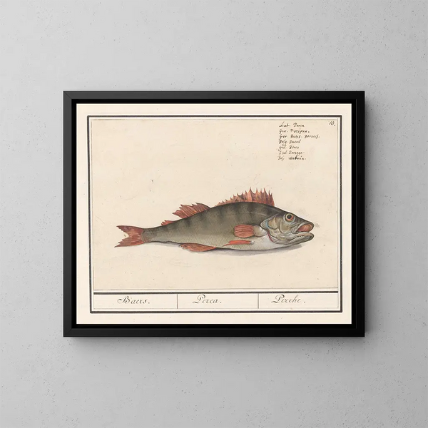 Perche fluviatile - Anselmus Botius de Boodt — quadro incorniciato alla parete