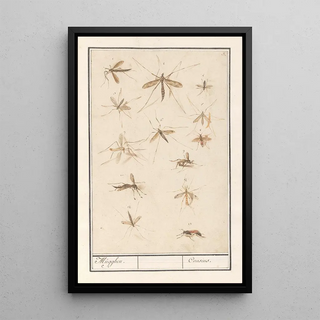 Anselmus Botius de Boodt - Blad met dertien muggen Mugghen Cousins.webp