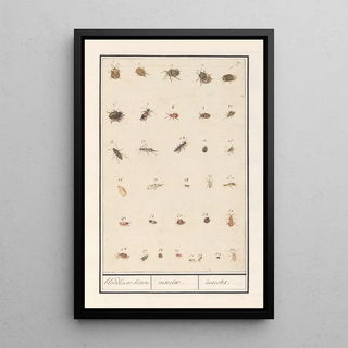 Anselmus Botius de Boodt - Blad met driendertig insecten bloedloose dieren insectae insectes.webp