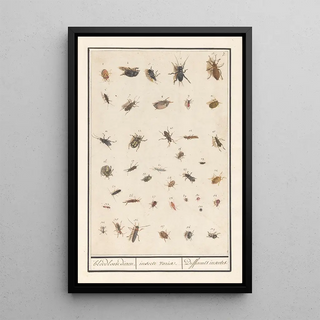 Anselmus Botius de Boodt - Blad met negenendertig insecten bloedloose dieren insecte variae Differents insectes.webp