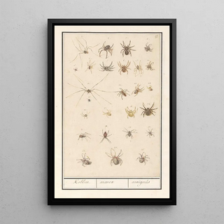Anselmus Botius de Boodt - Blad met spinnen Kobben aranea araignes.webp