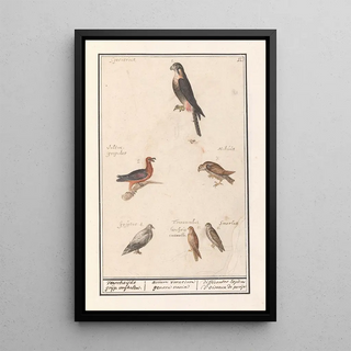 Anselmus Botius de Boodt - Blad met zes roofvogels Verscheijde grijp voghelen avium voracium genera varia diffrentes Espces doiseaux de proije.webp