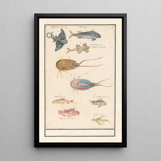 Anselmus Botius de Boodt - Blad met zeven verschillende vissen en een degenkrab.webp