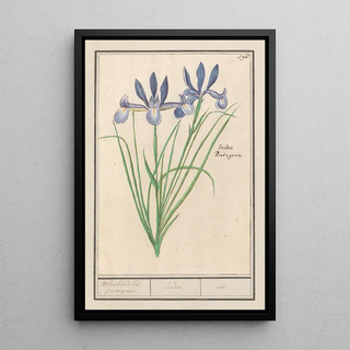 Anselmus Botius de Boodt - Blauwe lis Iris sibirica Welriekende lis portugesen irides iris.webp