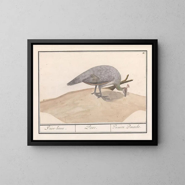 Pavone blu Pavo cristatus - Anselmus Botius de Boodt — quadro incorniciato alla parete
