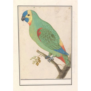 Anselmus Botius de Boodt - Blauwvoorhoofdamazone Amazona aestiva.webp
