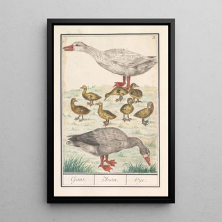 Anselmus Botius de Boodt - Boerengans of een huisgans Anser anser domesticus.webp