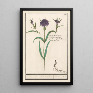 Anselmus Botius de Boodt - Bolderik Agrostemma githago Koorn Roose pseudo Melanthium Nille de Bled.webp