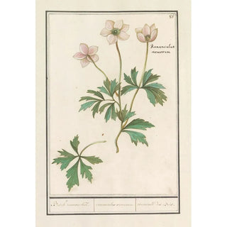 Anselmus Botius de Boodt - Bosanemoon Anemone nemorosa Bosch roononckel ranunculus nemorum ranoncule des Bois.webp
