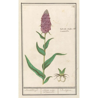 Anselmus Botius de Boodt - Brede orchis Dactylorhiza majalis Standelkruijd Satirion orchijs vel Cinosorchis Du Satijrion.webp
