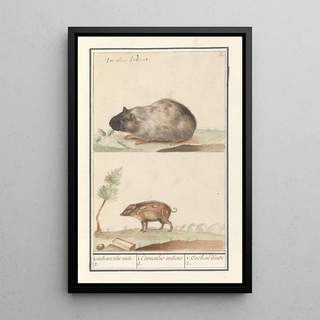 Anselmus Botius de Boodt - Cavia Cavia porcellus en varken 1 Indiaensche ratte 2 1 Cuniculus indicus 2 1 Cochon dinde 2.webp