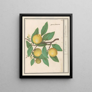 Anselmus Botius de Boodt - Citroen Citrus limon.webp