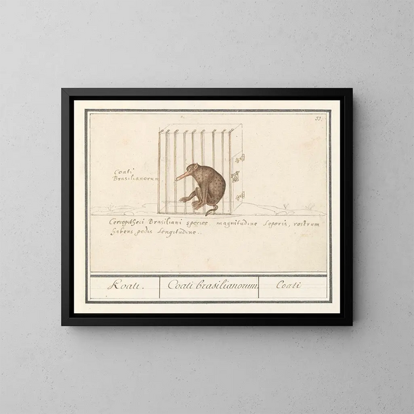 Coati - Anselmus Botius de Boodt — quadro incorniciato alla parete