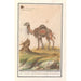 Dromedario Camelus dromedarius dromedario Camelusdromas dromedario - Anselmus Botius de Boodt — vista dell’opera